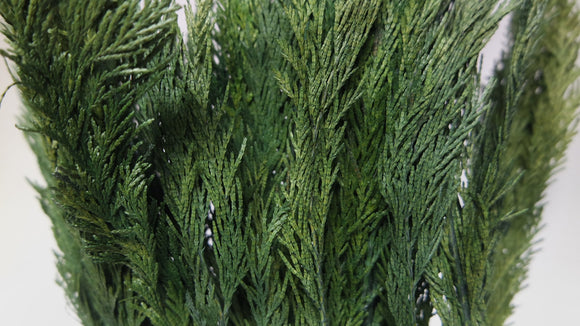 Preserved thuja - 1 bunch - Green