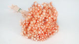 Italian strawflowers - 1 bunch - Peach nectar