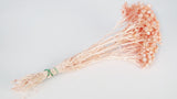 Italian strawflowers - 1 bunch - Peach nectar