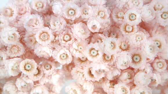 Italienische Strohblumen - 1 Strauß - Porcelain pink - Si-nature