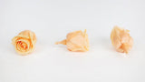 Stabilisierte Rosen Kiara 2 cm - 12 Stück - Perfect peach - Si-nature