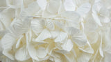 Preserved hydrangea Plus Kiara- 1 head - Pure white