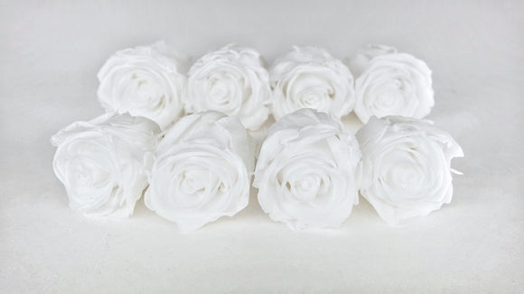 Preserved roses Kiara 5 cm - 8 rose heads - Pure white