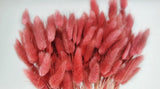 Bunny Tail Grass - 1 bunch - Cranberry