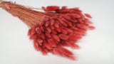Bunny Tail Grass - 1 bunch - Cranberry