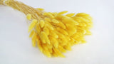 Bunny Tail Grass - 1 bunch - Yellow