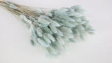 Bunny Tail Grass - 1 bunch - Light blue 