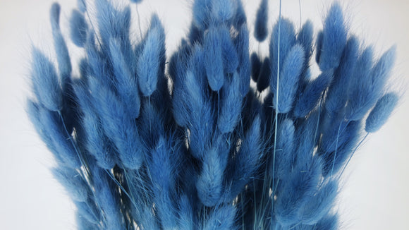 Bunny Tail Grass - 1 bunch - Blue