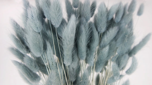 Bunny Tail Grass - 1 bunch - Blue grey