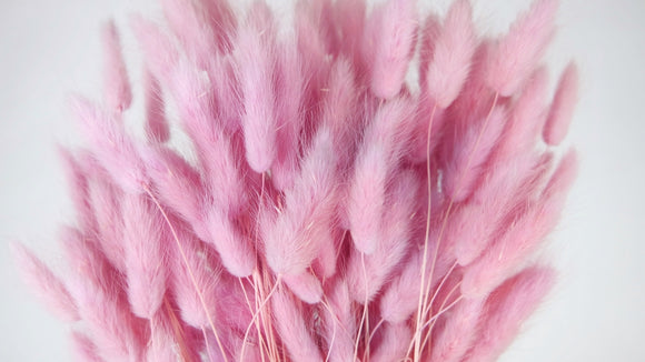 Bunny Tail Grass - 1 bunch - Glycine