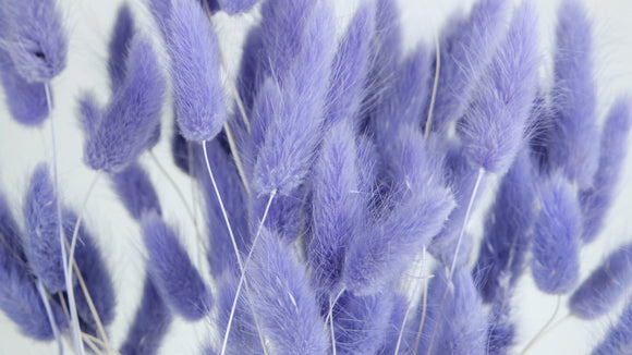 Bunny Tail Grass - 1 bunch - Violet