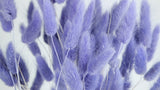 Bunny Tail Grass - 1 bunch - Violet