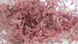 Dried limonium - 1 bunch XL - Vintage pink