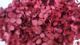 Preserved hydrangea Anna - 1 head - Fuchsia