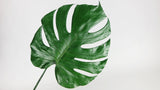 Monstera stabilisé - 3 grandes feuilles - Vert
