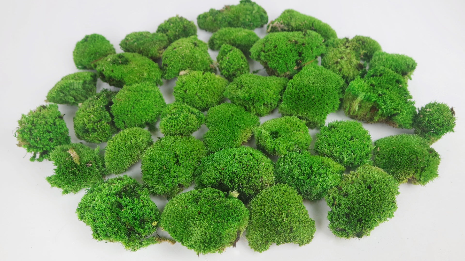 preserved pole moss Preserved Ball moss - box