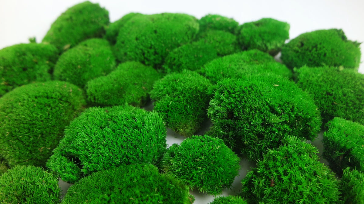 Preserved Ball moss - box - Green – Si-nature