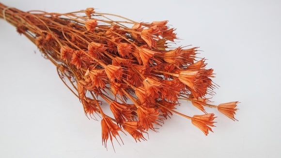 Nigella orientalis - 1 bunch - Terracotta