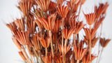 Nigella orientalis - 1 bunch - Terracotta