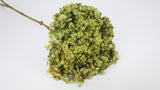 Hortensia stabilisé Anna - 1 tête - Vert olive