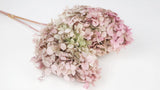 Preserved hydrangea Peegee Earth Matters - 1 head - Oregano pink 171