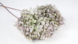 Preserved hydrangea Peegee Earth Matters - 1 head - Oregano purple 471