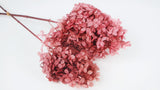 Hortensia stabilisé Peegee Earth Matters - 1 tête - Pink 100