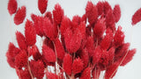 Phalaris - 1 bunch - Cranberry