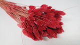 Phalaris - 1 bunch - Cranberry