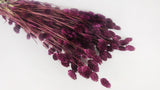 Dried phalaris - 1 bunch - Plum
