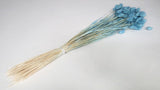 Dried phalaris - 1 bunch - Baby blue