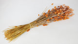 Phalaris secas - 1 manojo - Naranja escarchada