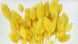 Phalaris getrocknet - 1 Bund - Gelb