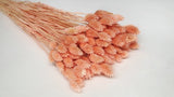 Phalaris - 1 bunch - Peach nectar