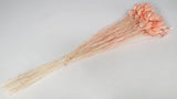 Phalaris - 1 bunch - Peach nectar