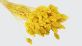 Phalaris getrocknet - 1 Bund - Gelb