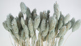 Phalaris essiccata - 1 mazzo - blu-grigio chiaro