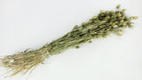 Dried phalaris - 1 bunch - Olive Gold