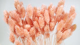 Phalaris - 1 bunch - Peach nectar