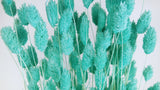 Dried phalaris - 1 bunch - Turquoise blue
