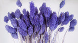 Phalaris seca - 1 manojo - Violeta
