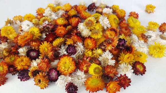 Strawflowers heads - 200 g - Natural colour Rainbow