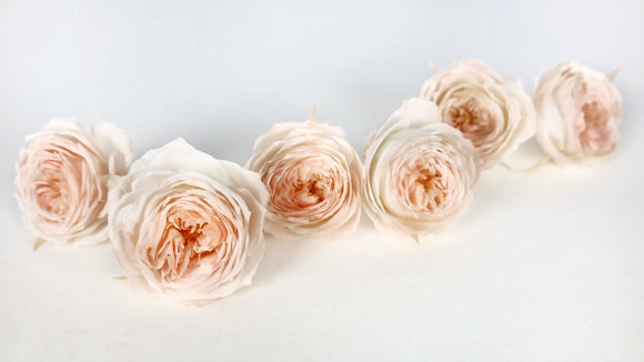 English roses preserved Elena Earth Matters - 6 heads - White peach 370