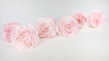 Roses anglaises stabilisées Elena Earth Matters - 6 têtes - Chiffon pink 100