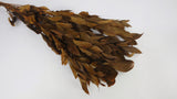 Preserved ruscus Garden - 1 bunch - Brown