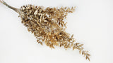 Dried ruscus - 1 bunch - Gold