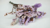 Statice preserved - 1 bunch - Purple