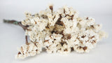 Statice preserved - 1 bunch - Ivory