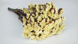 Statice preserved - 1 bunch - Lemin