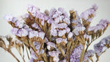 Statice preserved - 1 bunch - Purple